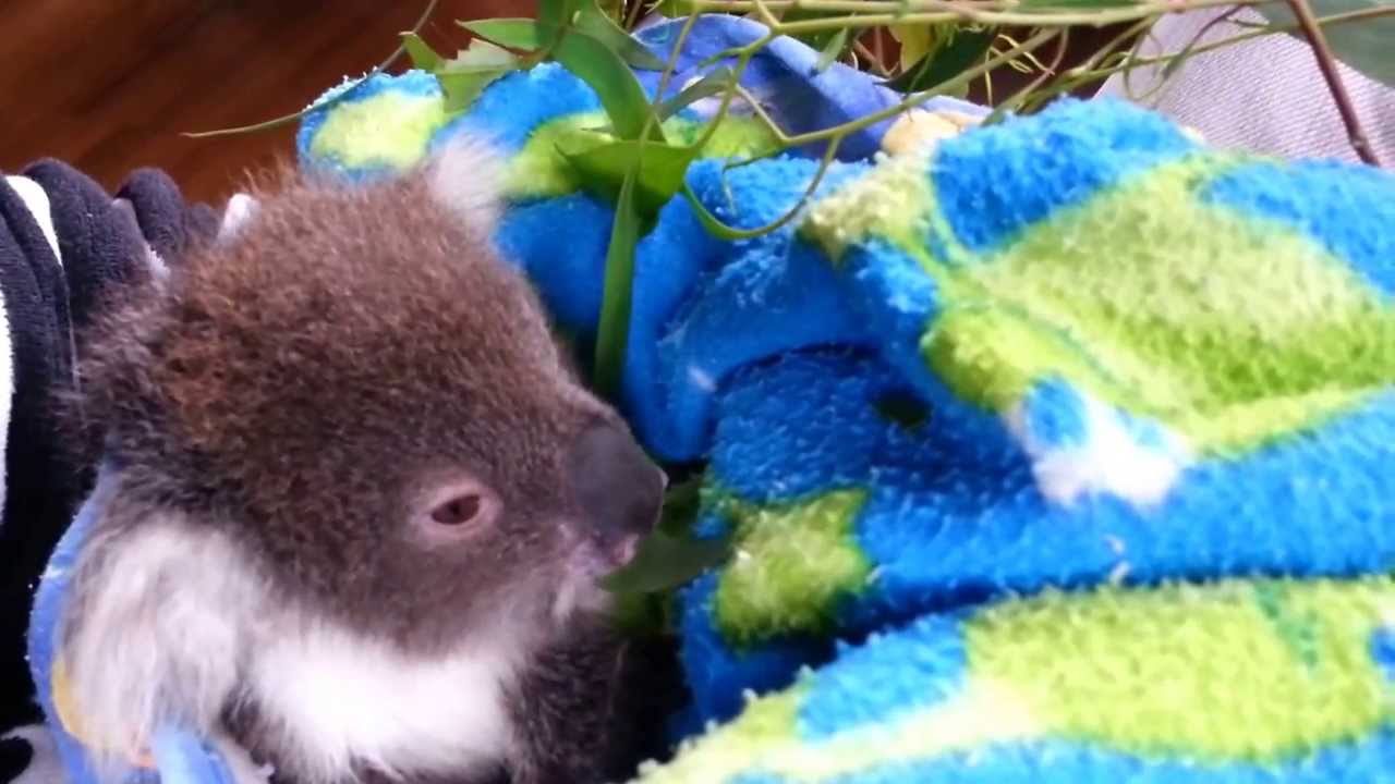 Cute tiny baby koala eating