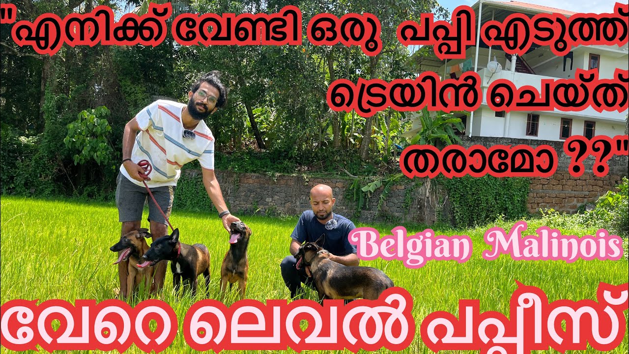 Belgian Malinois puppy selection for training