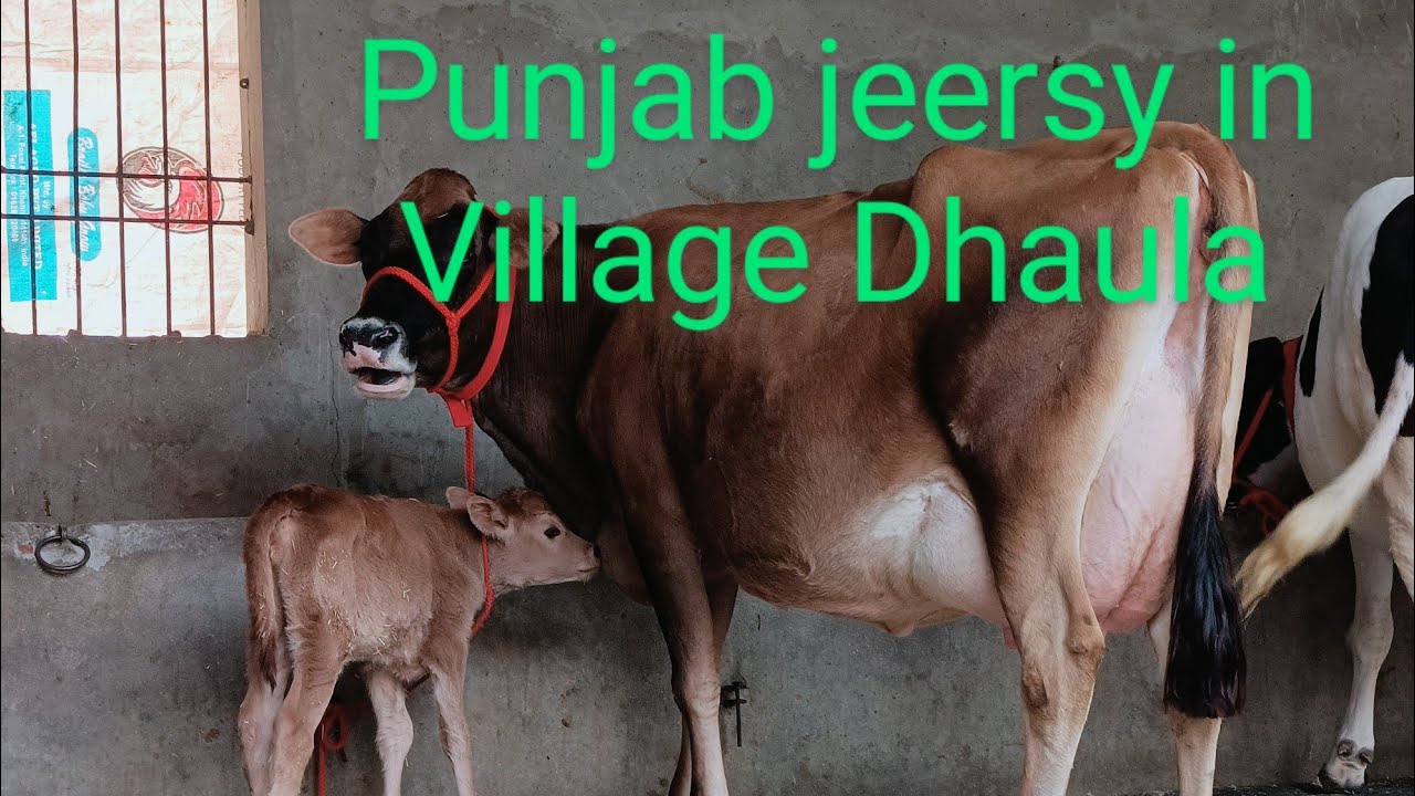 98785-85489 ,6 cows for sale 1 Punjab jeersy cow full breed village Dhaula Barnala