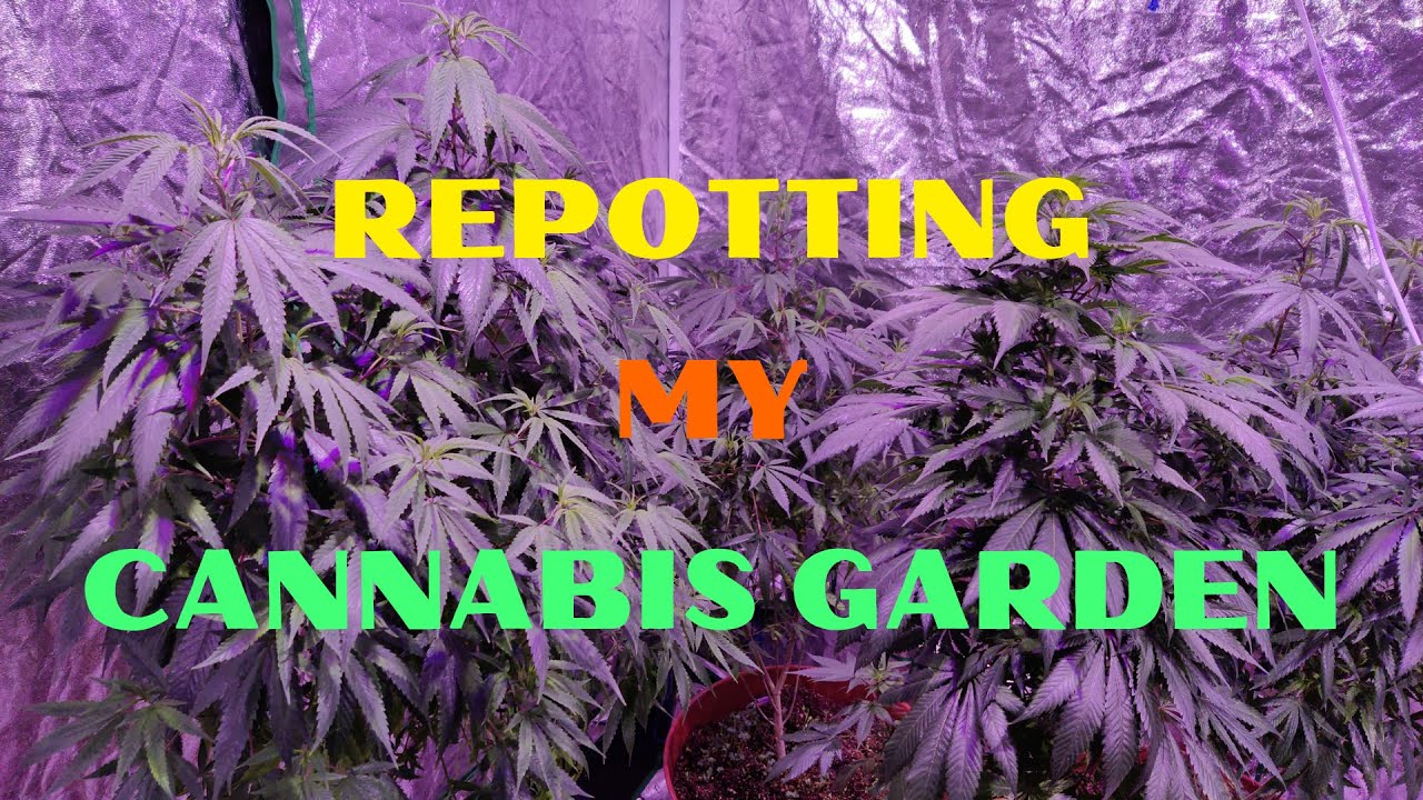 REPOTTING MY CANNABIS GARDEN