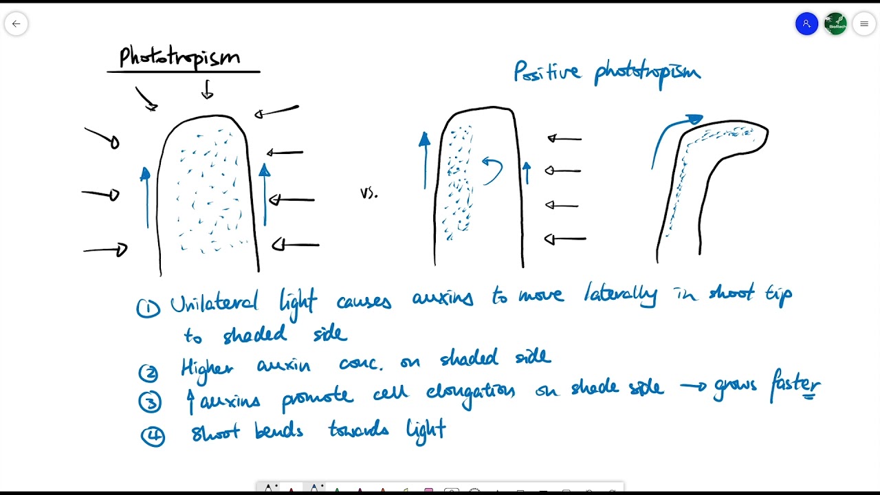 A2 Biology - Tropisms (OCR A Chapter 16.4)