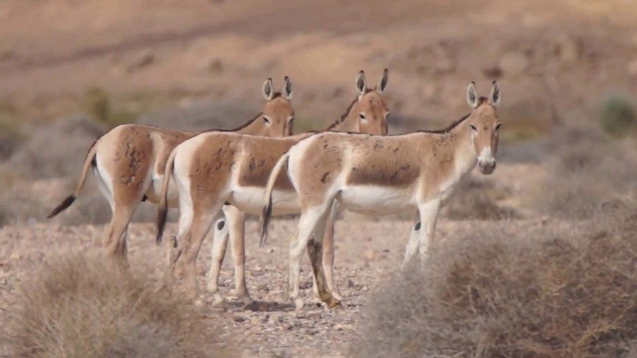 Onager - Asiatic Wild Ass (Equus hemionus)