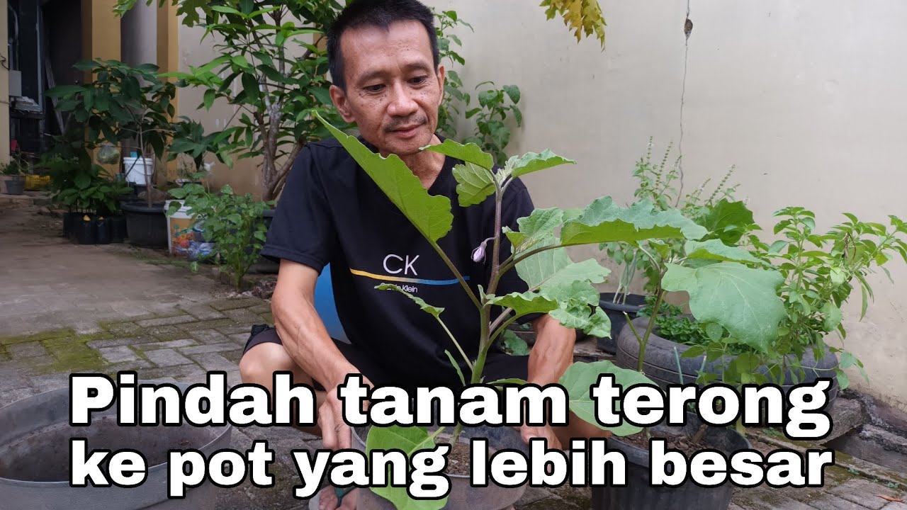 Pindah tanam terong ke pot yang lebih besar