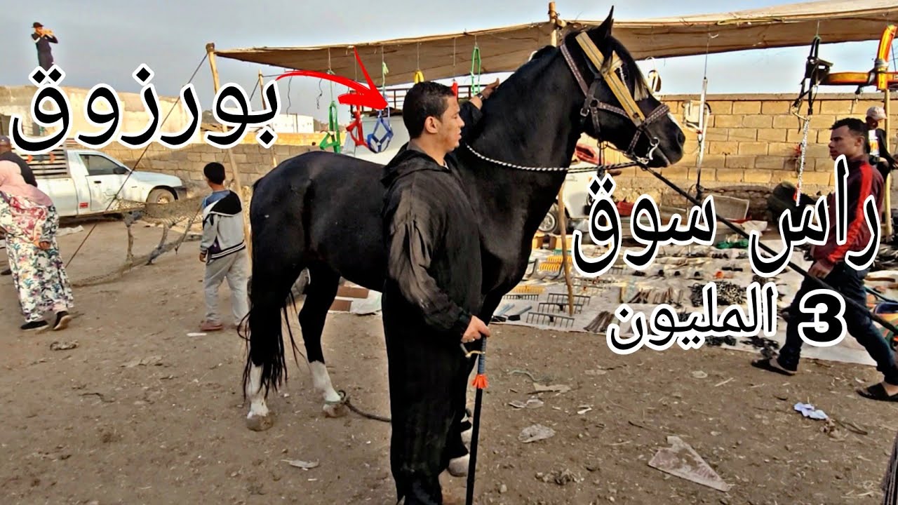 الله الله على سوق سطات بورزوق دخل عود دهم عطاوه فيه 3 المليون+أثمنة الخيول بالدراهم و اليورو