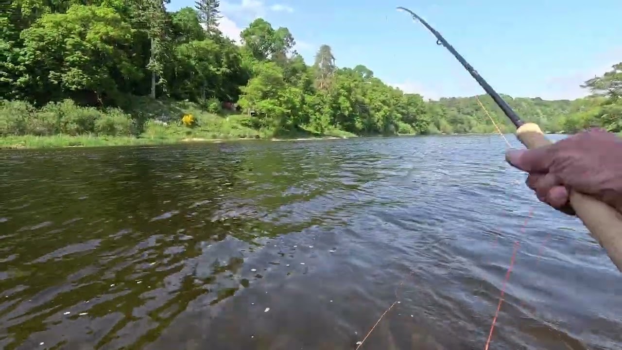 Salmon fishing on the River Tweed at Upper Floors    16th May 2024