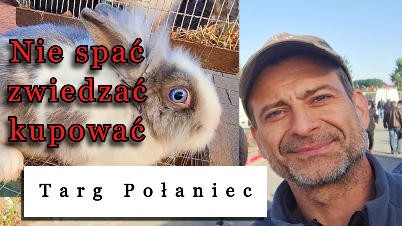 Giełda plac targowy Połaniec zwierzęta ceny