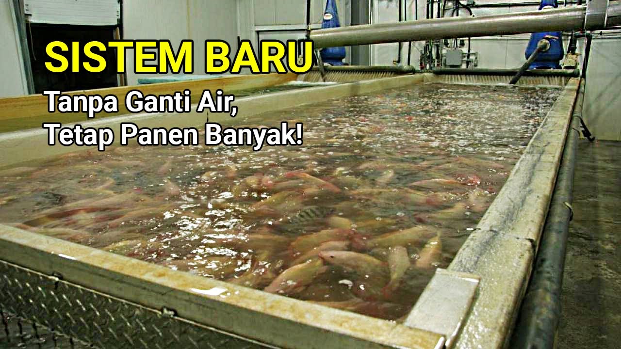 BUDIDAYA IKAN NILA TANPA GANTI AIR | SISTEM RAMAH LINGKUNGAN YANG TETAP PANEN MELIMPAH