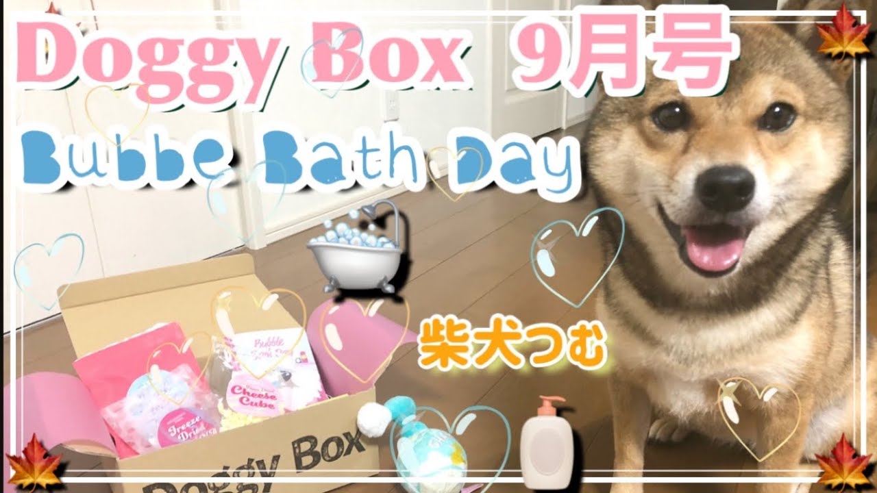 【ドギーボックス9月号】ハッピーバブルバスデー🛁💕毎度夢のBOXに素直な反応が可愛い柴犬。【柴犬つむ】[shibainu-tsumu]