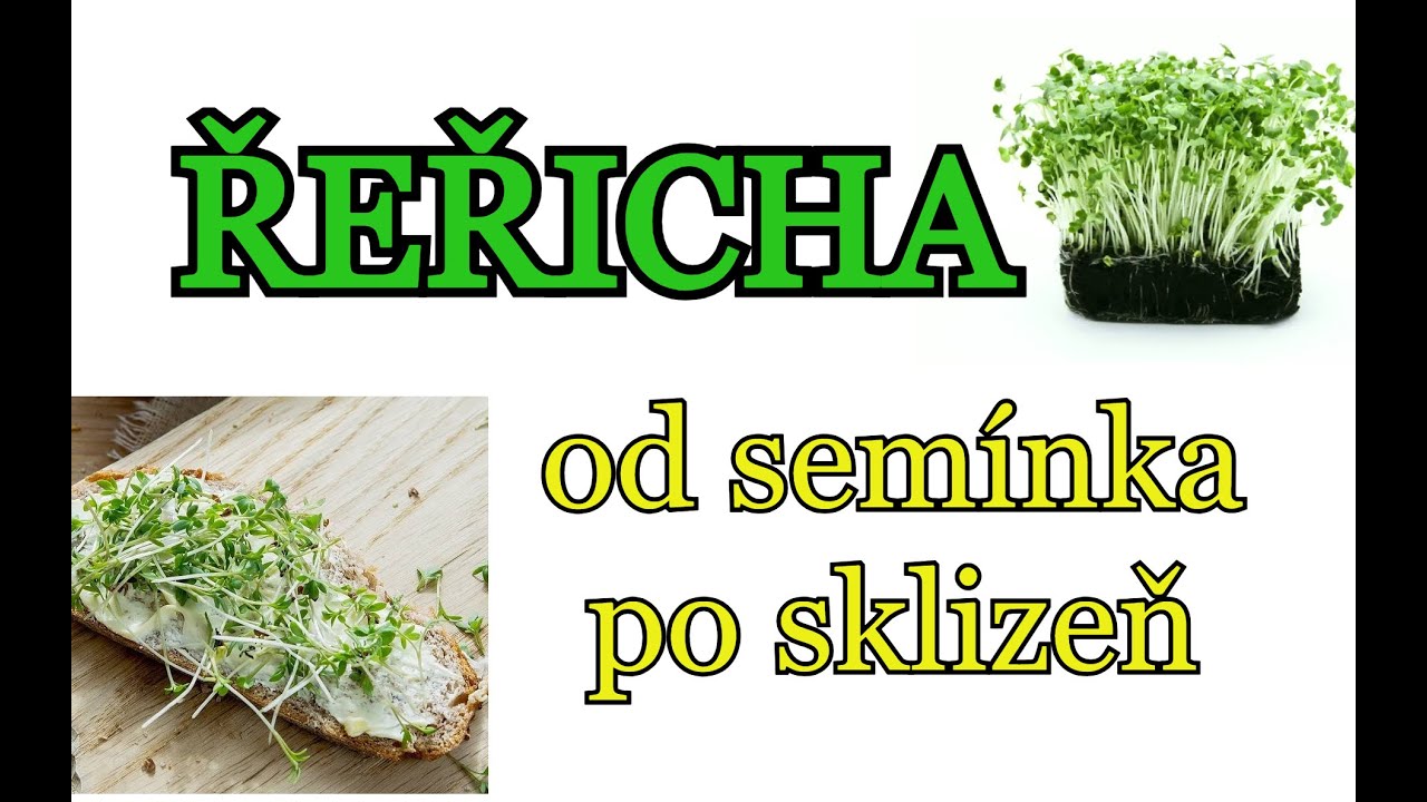 SUPERPLODINA, PĚSTUJEME CELÝ ROK | ŘEŘICHA od semínka po sklizeň | Pěstování v domě i v bytě