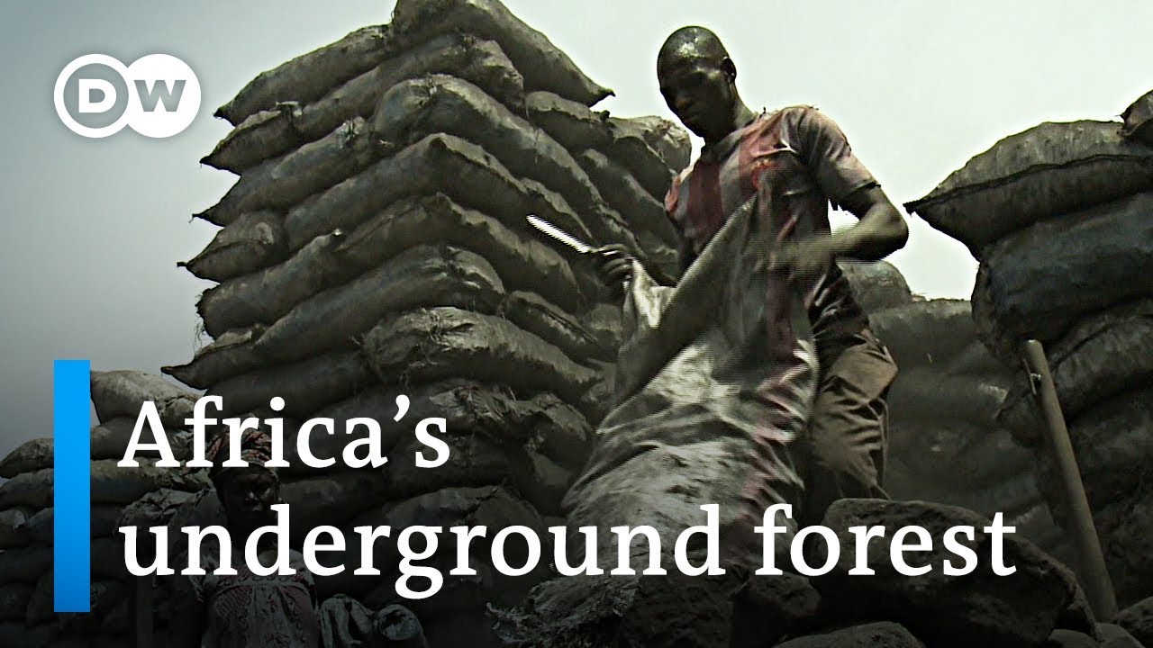 Africa's underground forest | Global Ideas