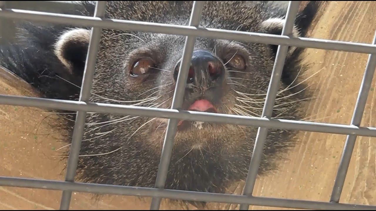 福岡市動植物園 ゾウ・オランウータンエリア (2013.9.26)