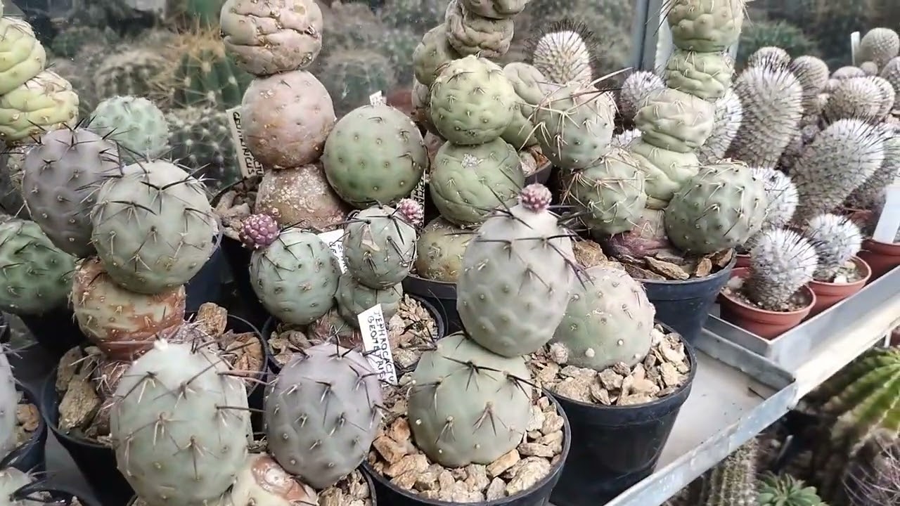 Zwiedzam Czeskie kolekcje kaktusów (2024) Amazing cactus collection in Czech Republic ep4