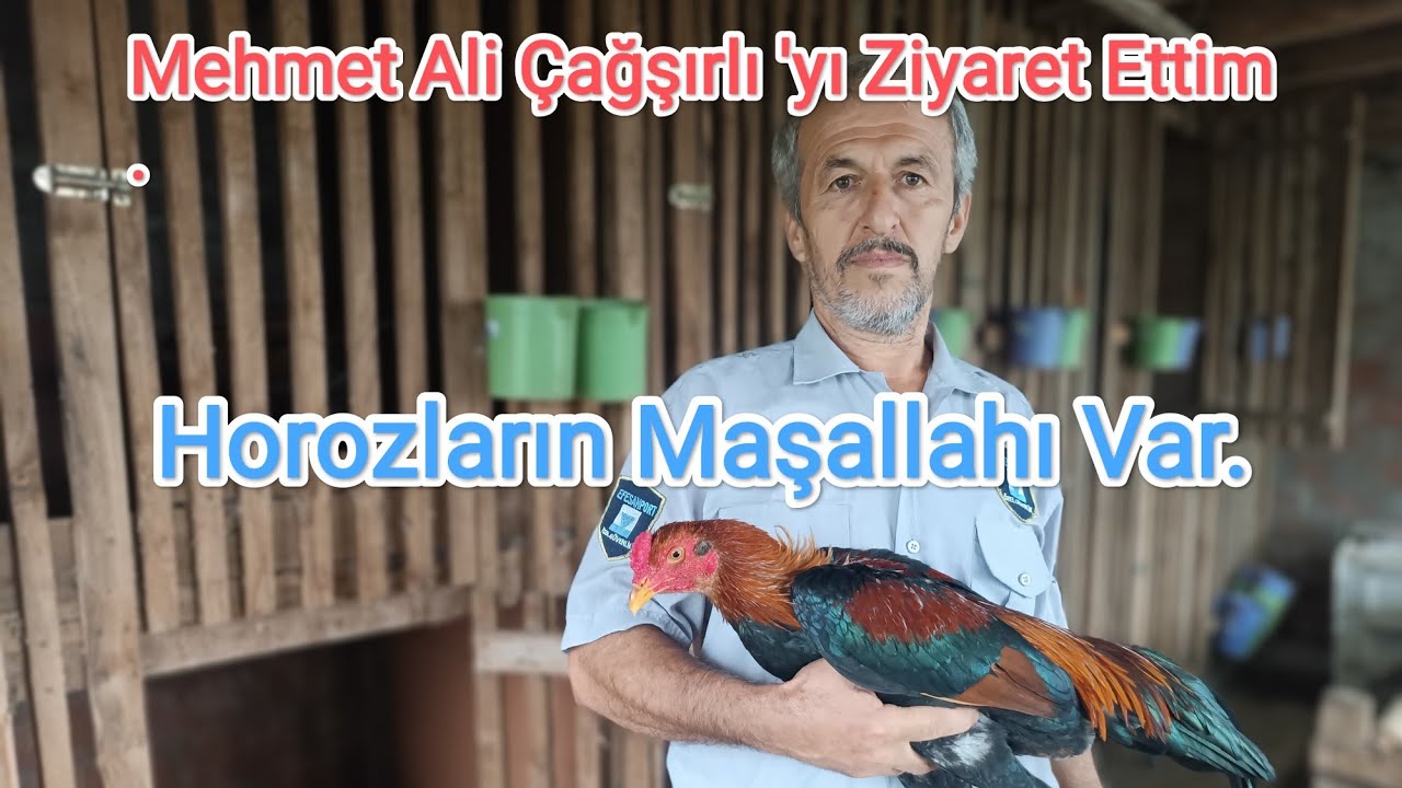 Bu Horozların Maşallahı Var. Mehmet Ali Çağşırlı 'yı Ziyaret Ettim.