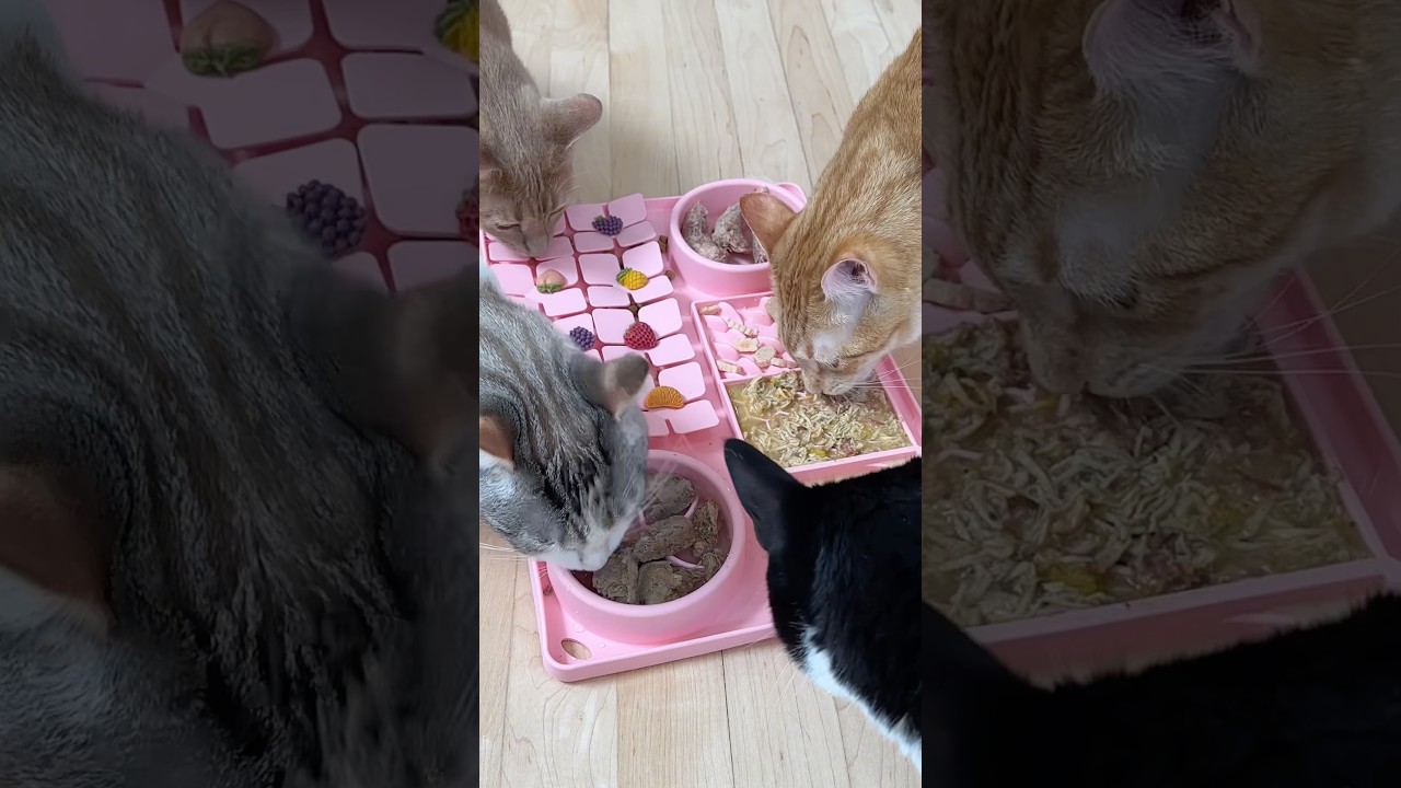 Cat enrichment mat ASMR #asmrsounds #catasmr #enrichmentforcats #catenrichment #lickmat