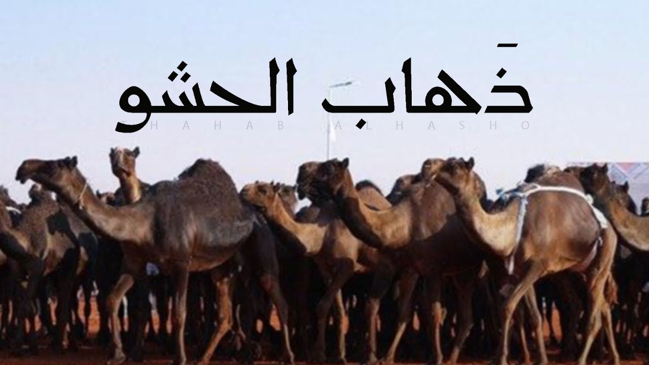 ذهاب الحشو - مهداء إلى مبارك بن فهيد العاوي l كلمات ثامر الثامر & اداء مشعل الروقي 2026