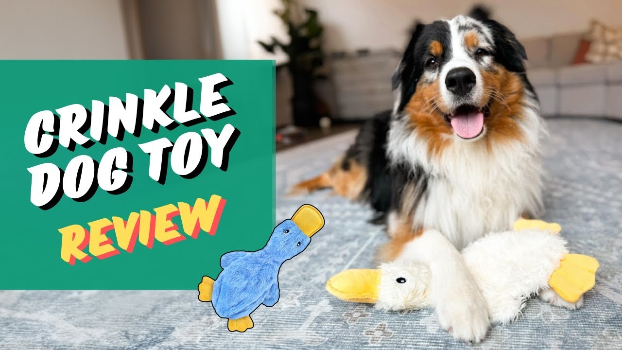 Mess-Free Fun: Best Pet Supplies Crinkle Dog Toy | Review