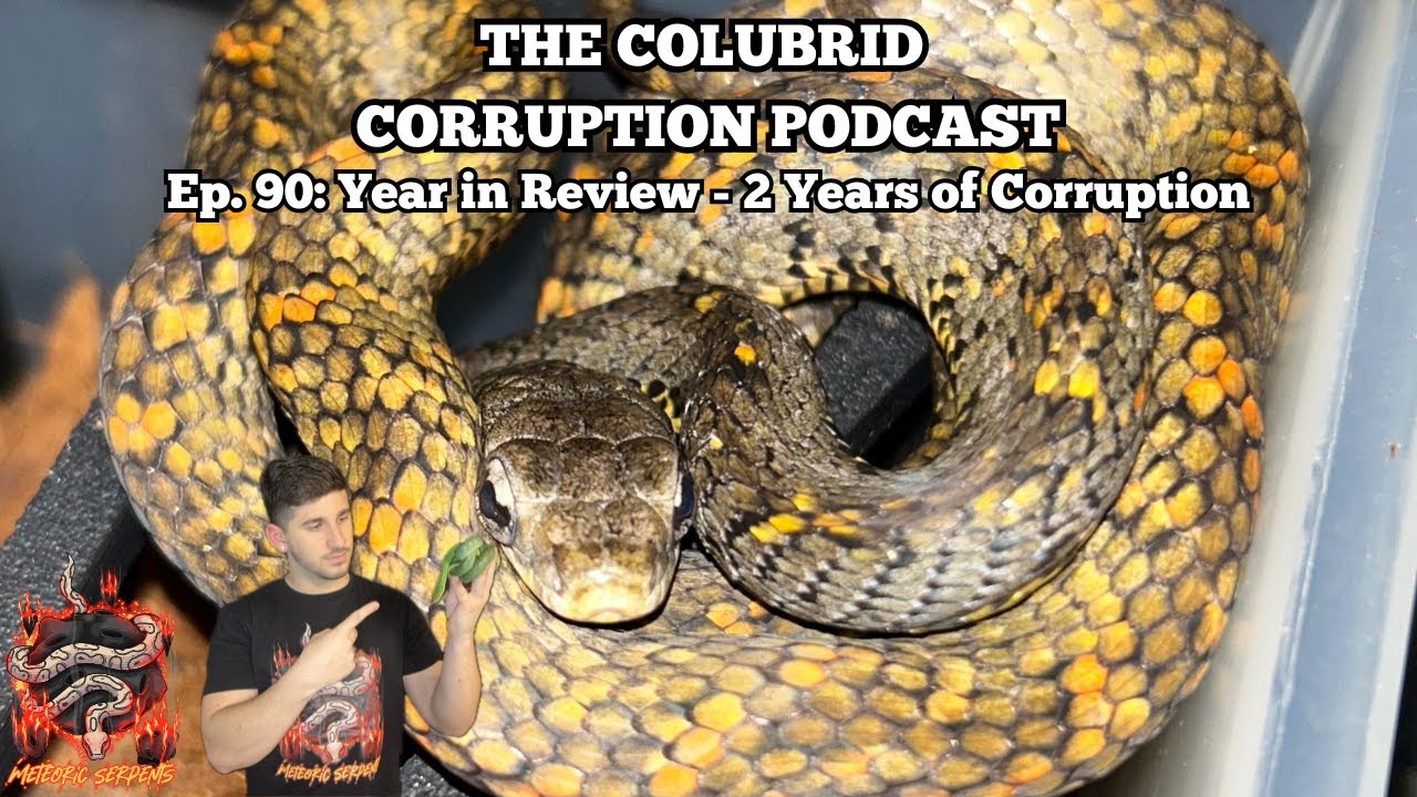 A Year in Review - 2 Full Years of Corruption | The Colubrid Corruption Podcast | Ep. 90