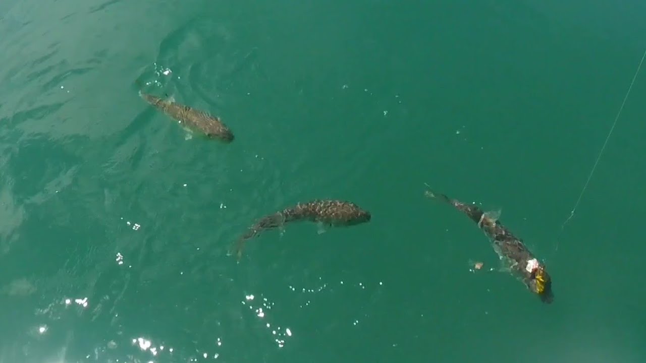 PESCARIA DE BAIACU EM ALTO MAR