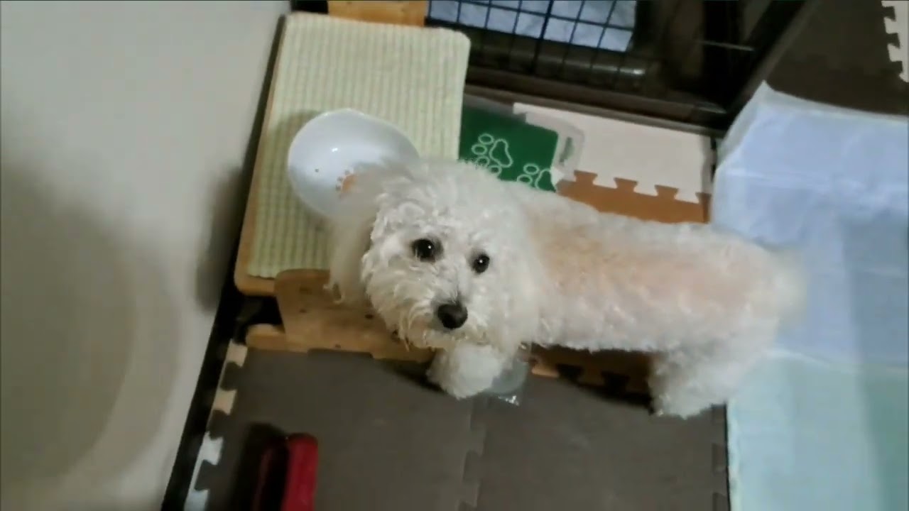 キキ動画208　てづくりご飯シリーズ　「たい」のごはん