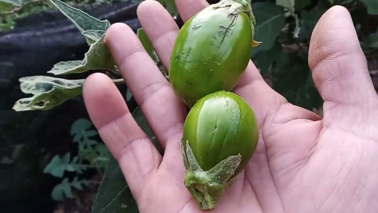 19 de catado verdura maisuma vês  dezembro de 2025