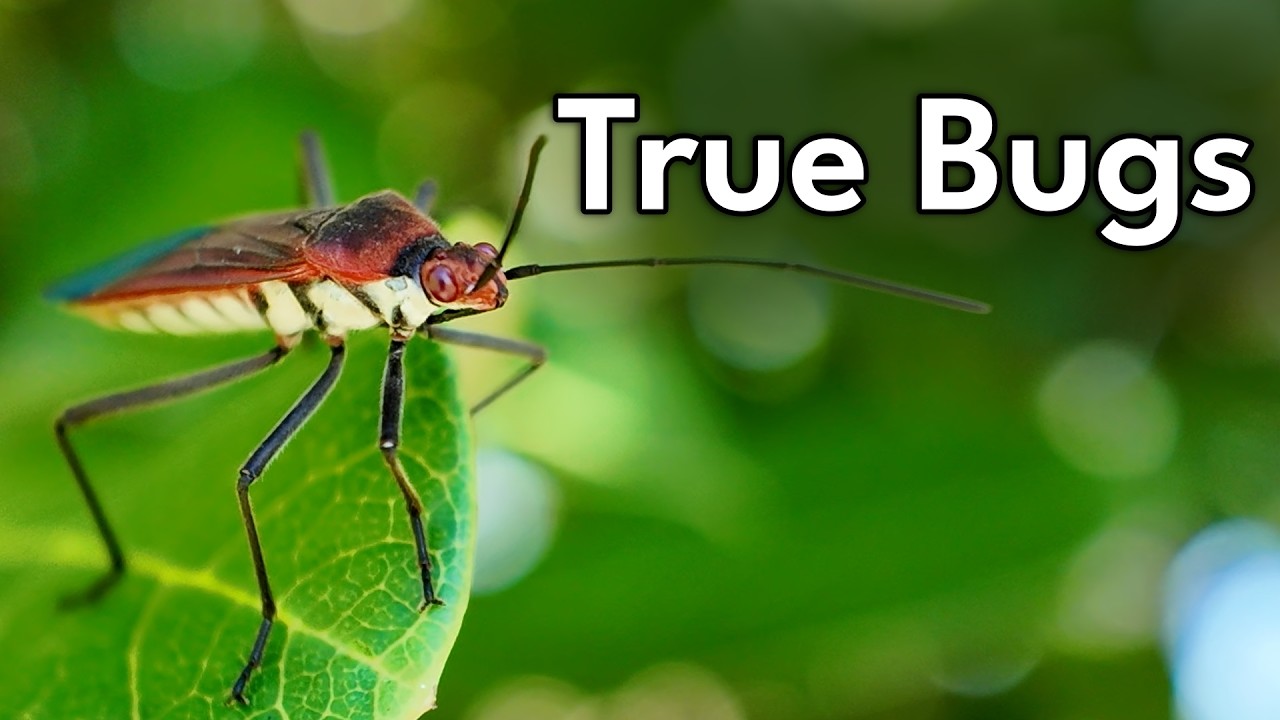 Old World Soapberry Bugs