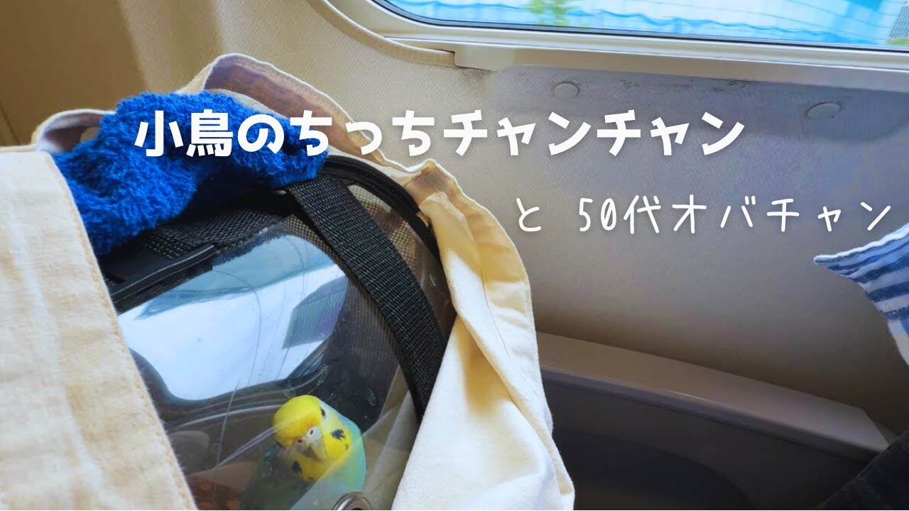 【小鳥と新幹線】乗り換え大移動!!🐥鳴いちゃった!? 準備〜到着まで