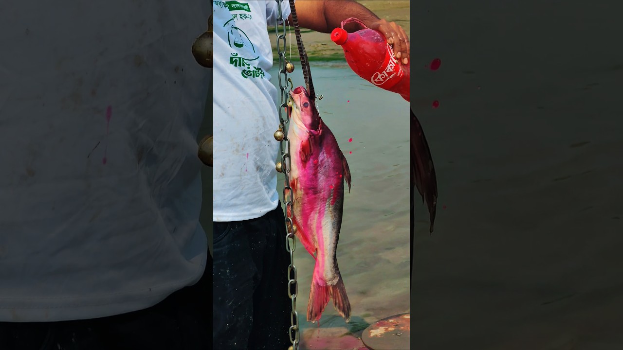 Unbelievable fish trap hook fishing #shorts #short #viral #fishing #fishinglife #hook #trending#fish