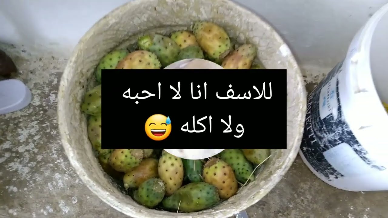 خبز الطابونه من ايدين امي ❤/شوفوا اجواء الريف التونسي