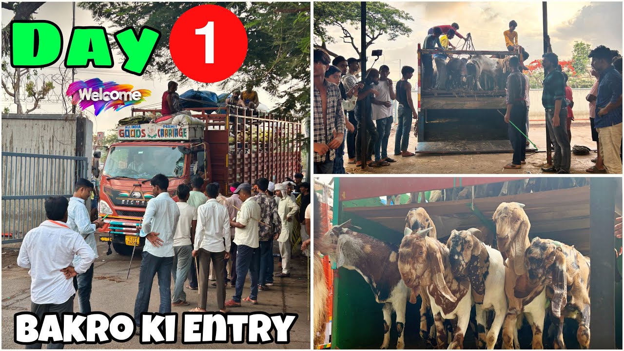 Deonar bakra mandi opening day 1 || Pehle hee din baarish ho gayi