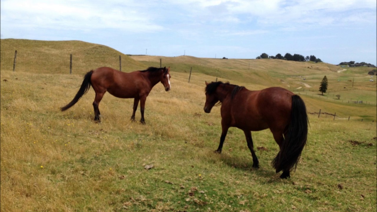 Kaimanawa mare and foal reunited years after muster