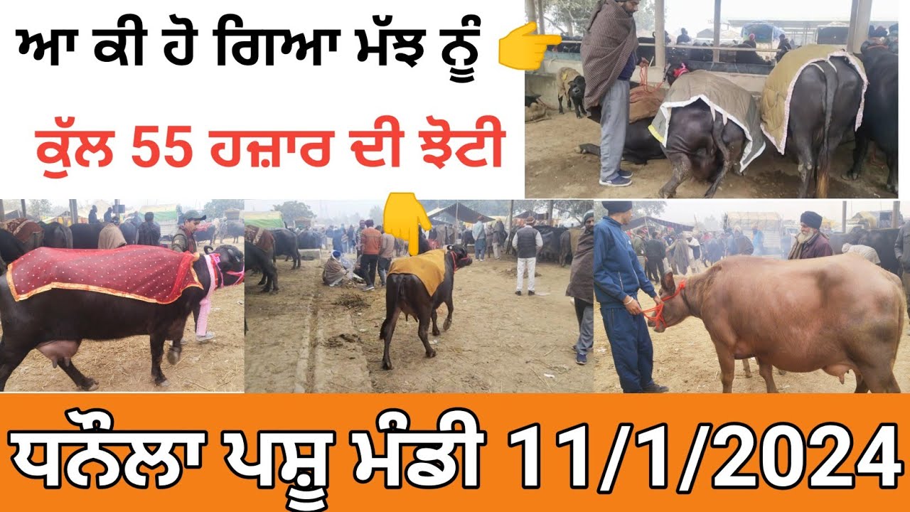 ਧਨੌਲਾ ਪਸ਼ੂ ਮੰਡੀ 11/1/2023 |ਕੁੱਲ 55 ਹਜ਼ਾਰ ਦੀ ਝੋਟੀ ਟੋਪ ਦੀਆਂ ਬੂਰੀਆ ਮੱਝਾਂ  @jattanafarmer1