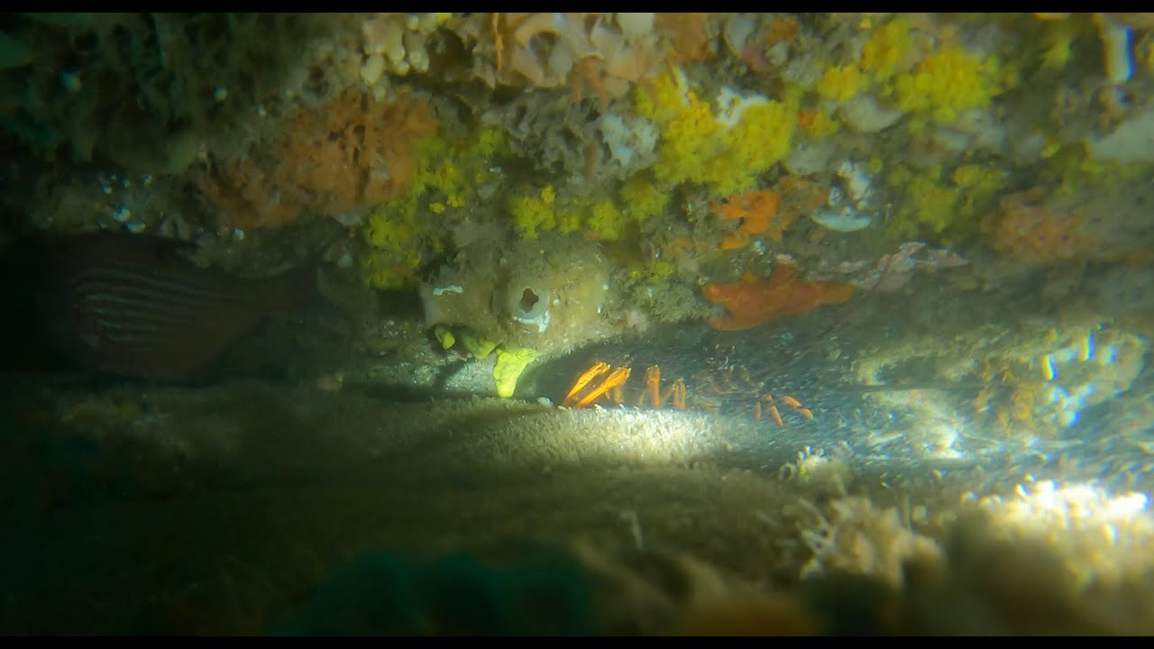 Victoria Crayfish Diving - New Spot, Lots of Crays