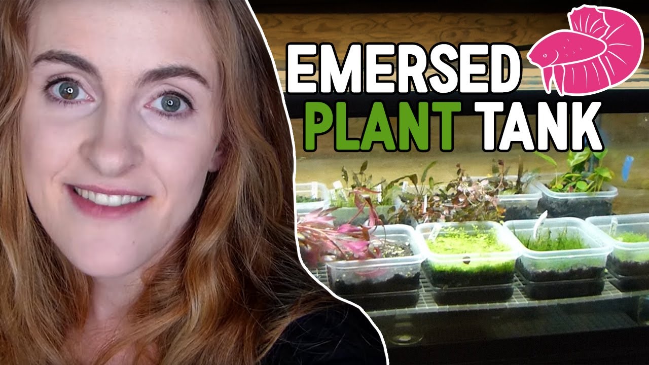 Emersed Aquatic Plants - My Dedicated Tank!