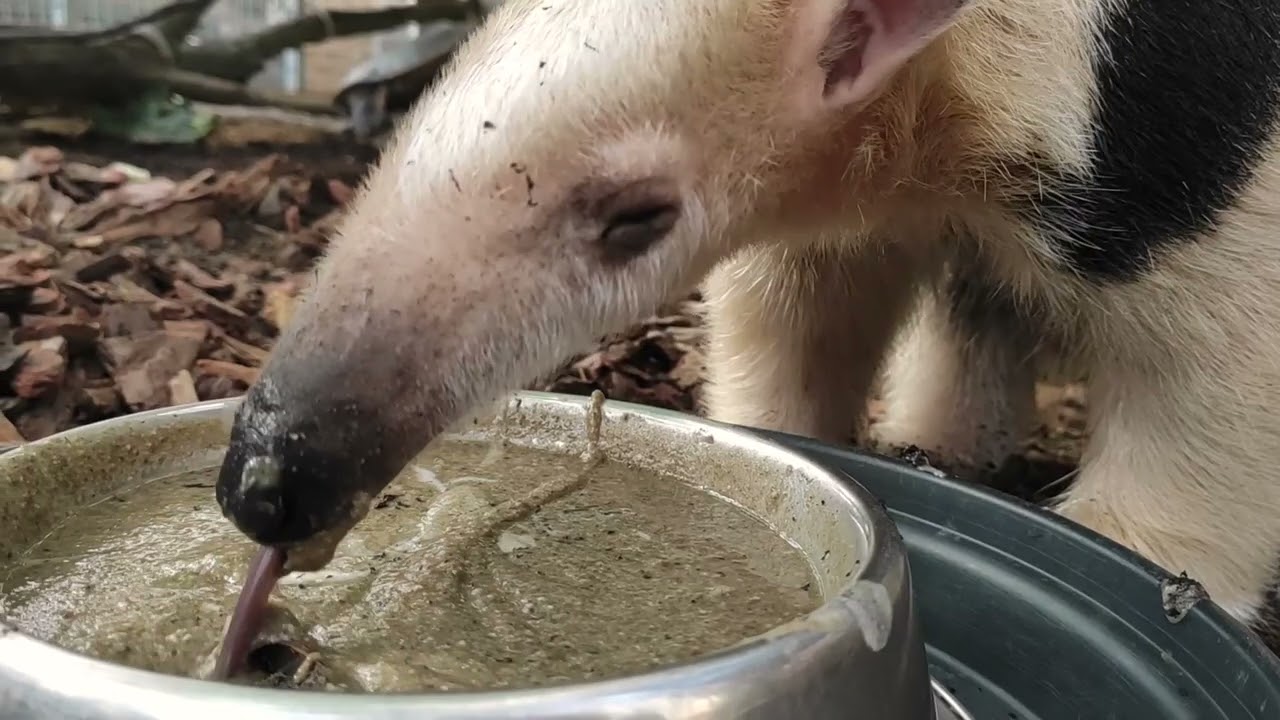 Íme Ricardo, a dolmányos hangyász!