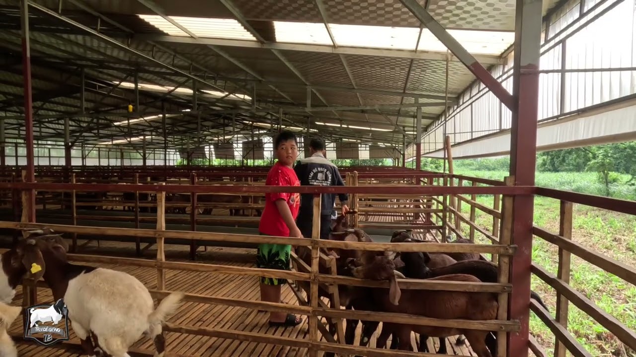 CÁCH NHẬN BIẾT DÊ CÁI NÊN GIỐNG
