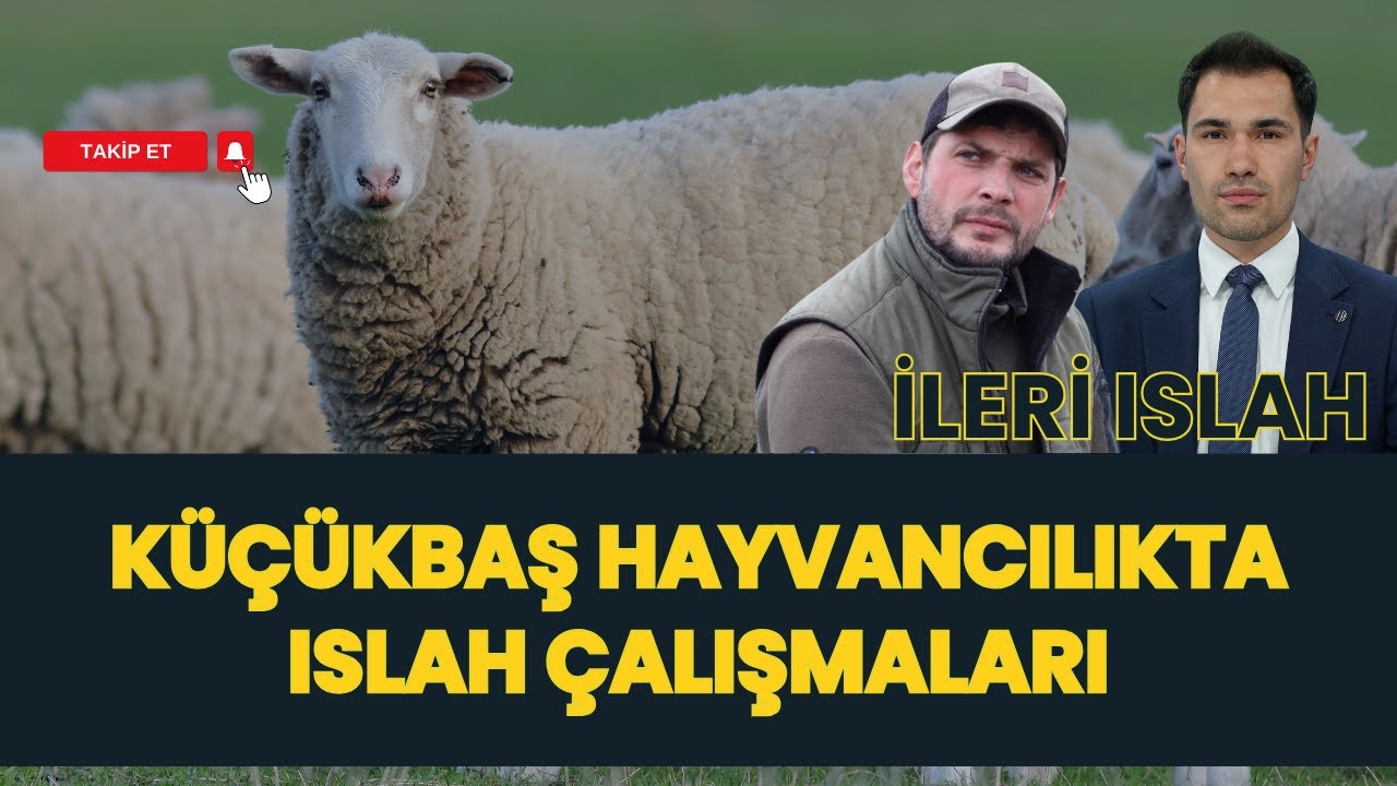KÜÇÜKBAŞ HAYVANCILIKTA ISLAH ÇALIŞMALARI I İLERİ ISLAH