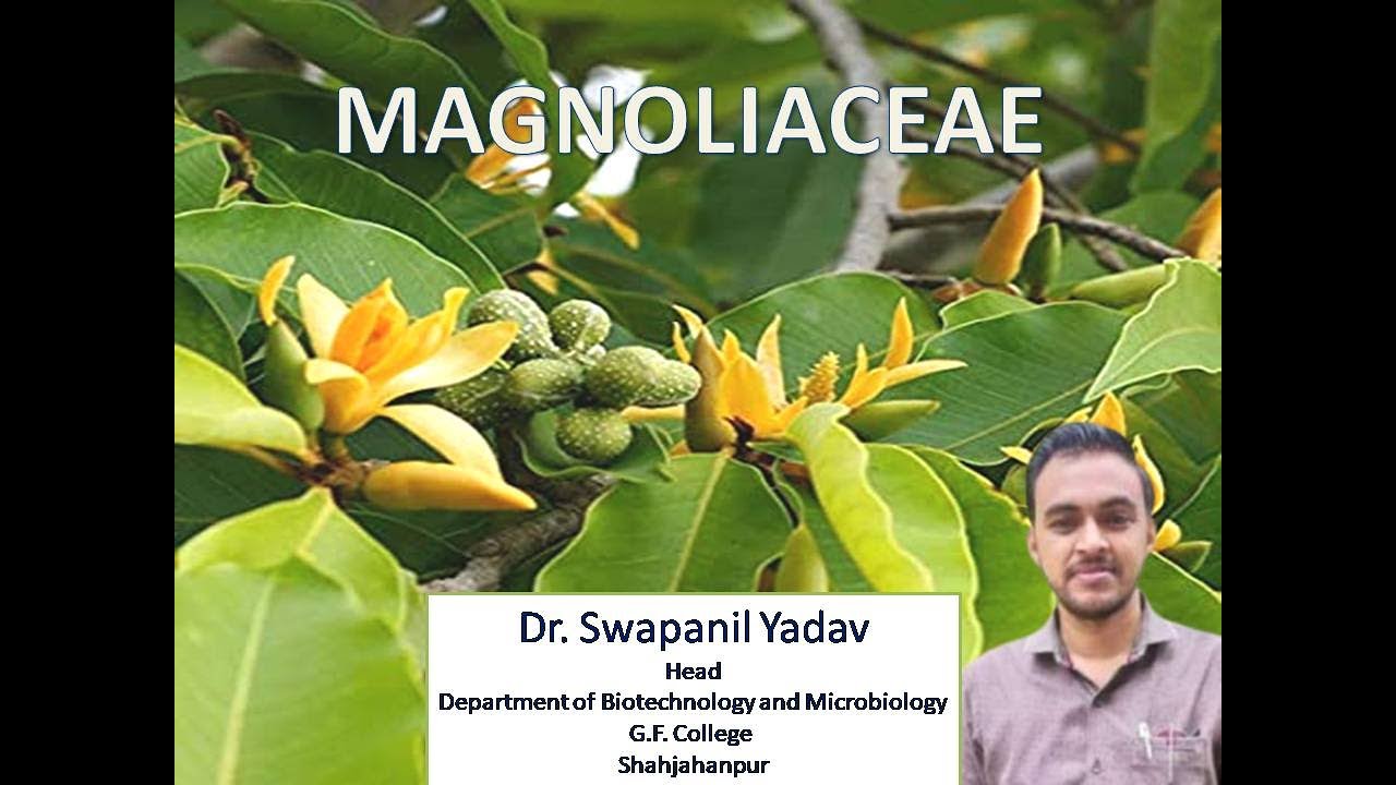MAGNOLIACEAE