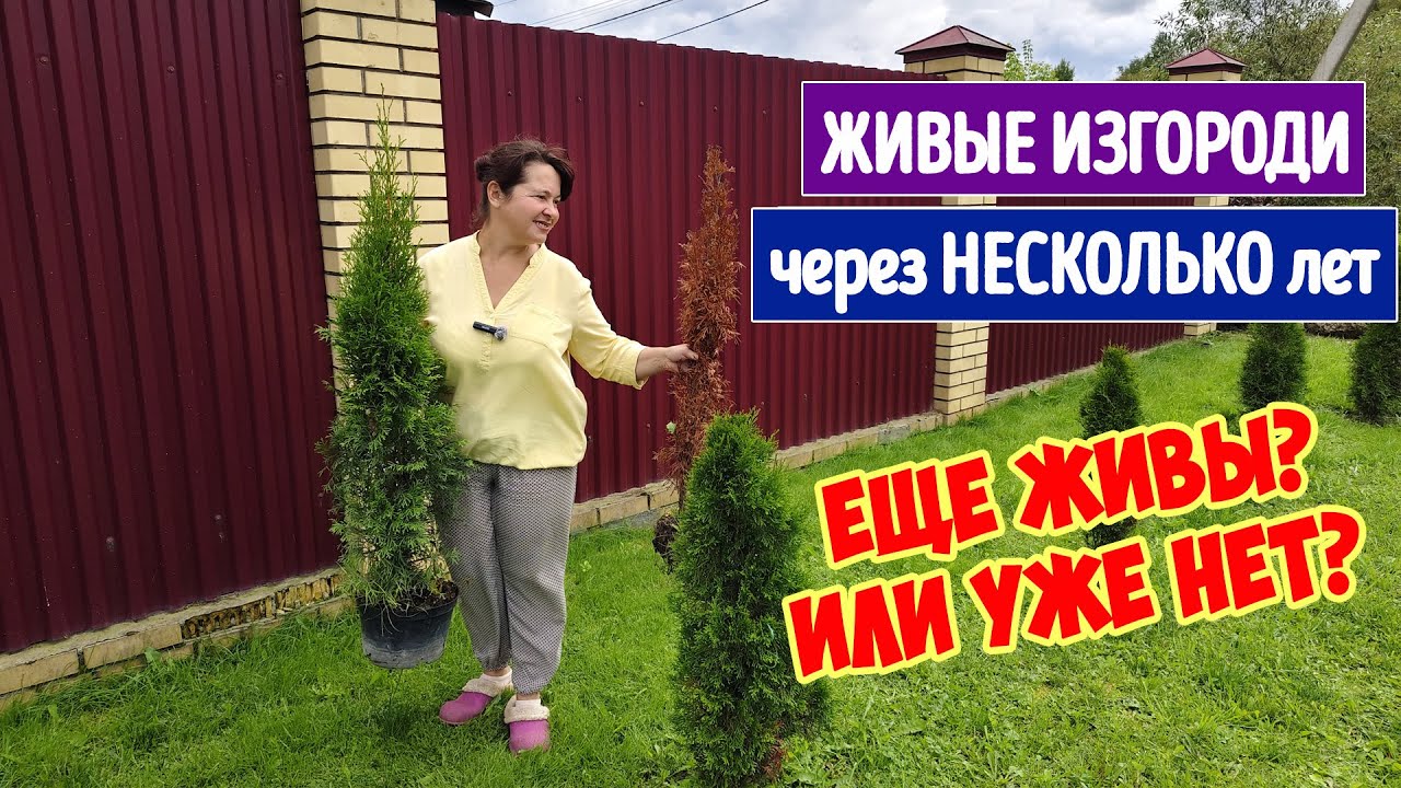 НАСАЖАЛИ ЗА ЗАБОРОМ. А ОНО НАМ НАДО?