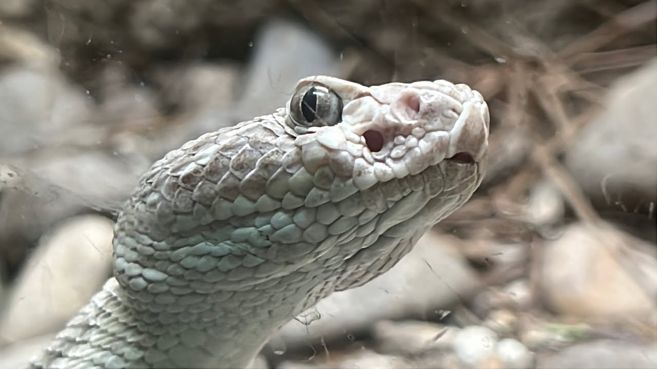 Rattlesnake Appreciation Day