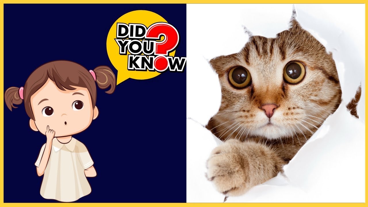 FUN FACTS | FUN FACTS FOR CHILDREN | EDUCATIONAL VIDEO FOR KIDS | INTERESTING FACTS | DID YOU KNOW