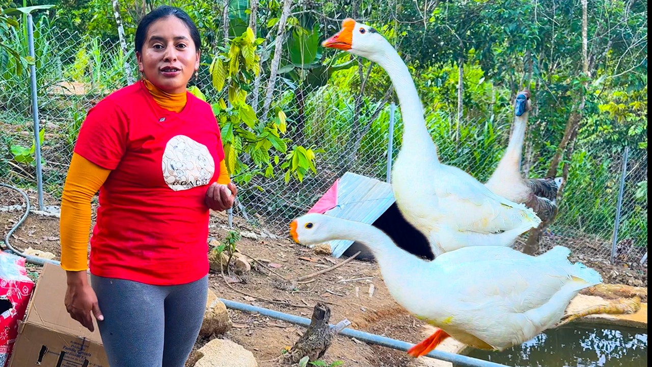 Estos son los nuevos integrantes de mi GRANJA | GANZOS AFRICANOS | Doña Viky