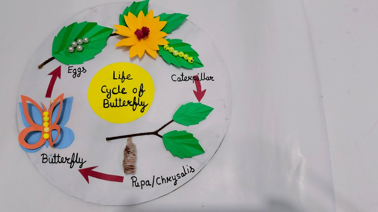 Life Cycle of Butterfly Model/3D model of life Cycle of butterfly/Butterfly life#butterflylifecycle