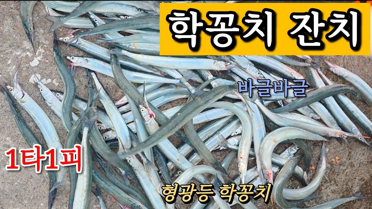 조용해서 그냥 던졌는데… 여기서 터집니다.#학꽁치낚시 #거제권은 