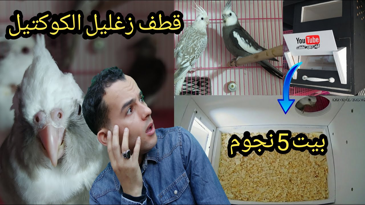 فطمت زغاليل الكوتيل وصايبت ليهم بياضة 