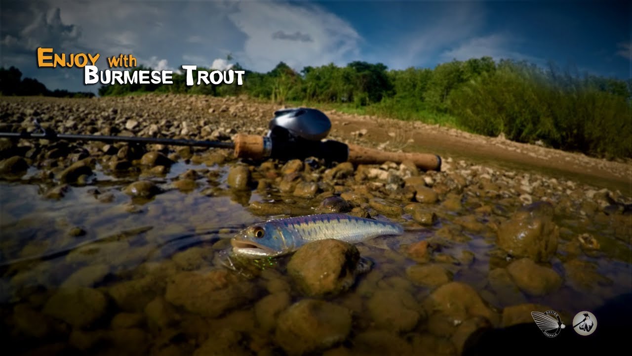 Enjoy with Burmese Trout