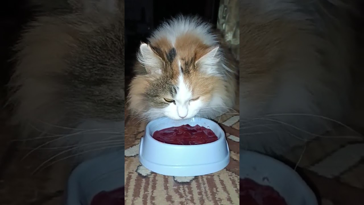 Кошки едят печень 