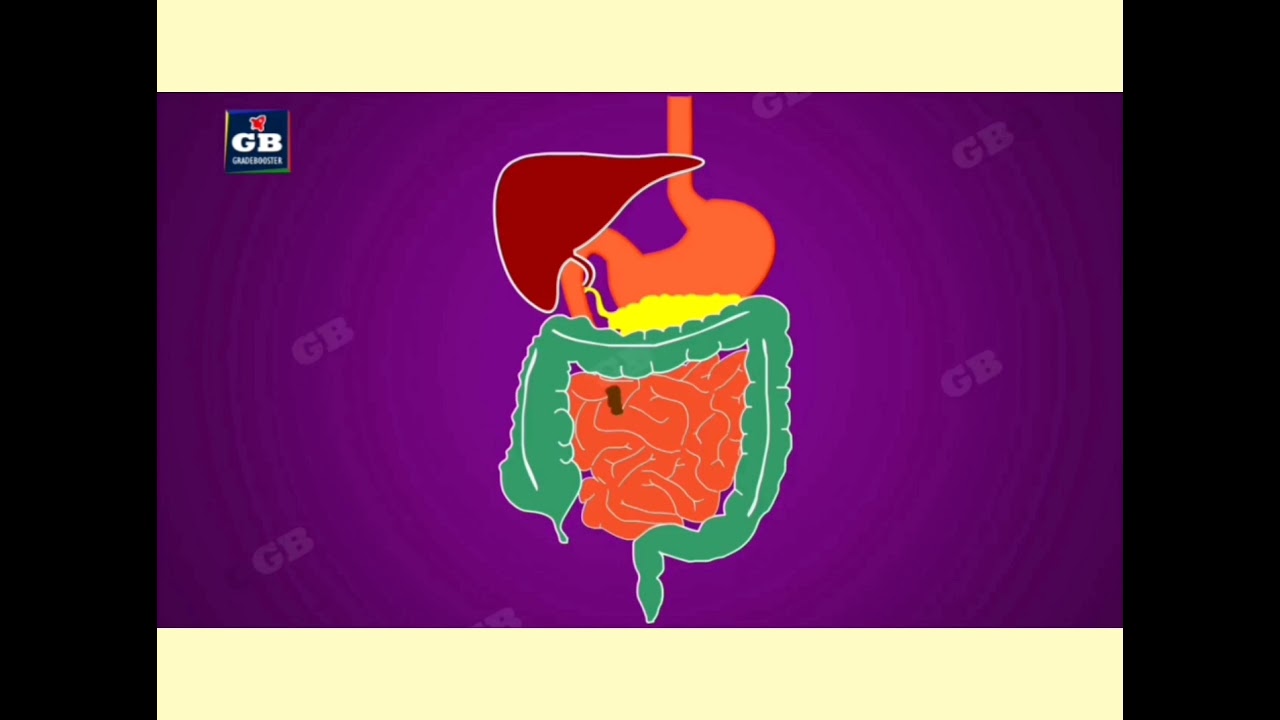 Process of digestion
