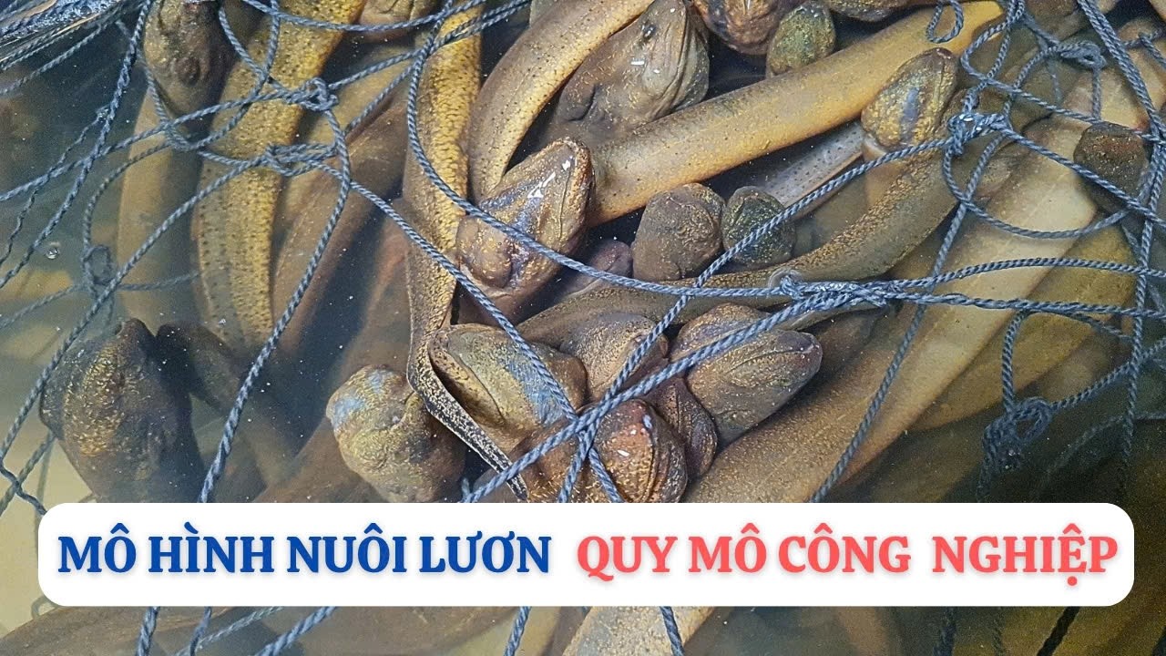 Chi tiết trại nuôi lươn quy mô lớn tại miền bắc | Thủy sản Hùng Tiến