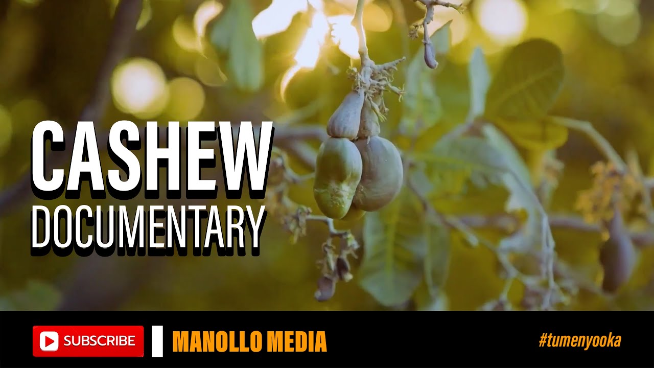 WHY TANZANIA CASHEWS ARE TAKING OVER THE GLOBAL MARKET?