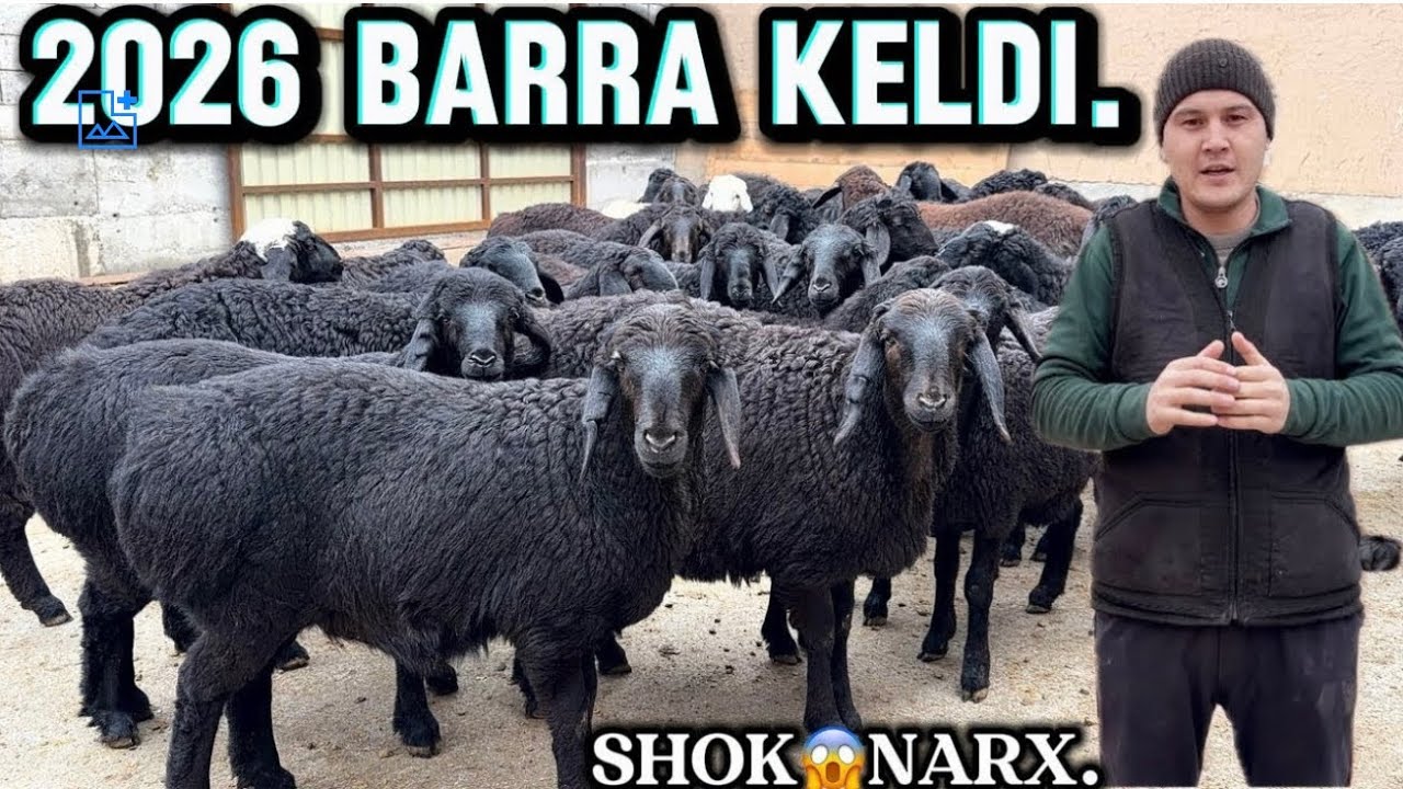 😱 2.500ming.TOXLI QOCHQOR SOVLIQ BARRA LAR KELDI ULGIRIB QOLING 🔥SHOK😱NARX.